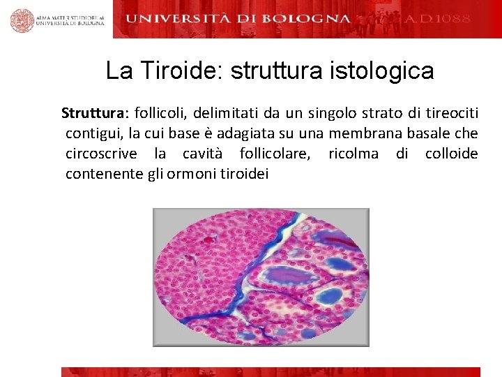 La Tiroide: struttura istologica Struttura: follicoli, delimitati da un singolo strato di tireociti contigui,