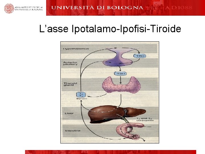 L’asse Ipotalamo-Ipofisi-Tiroide 