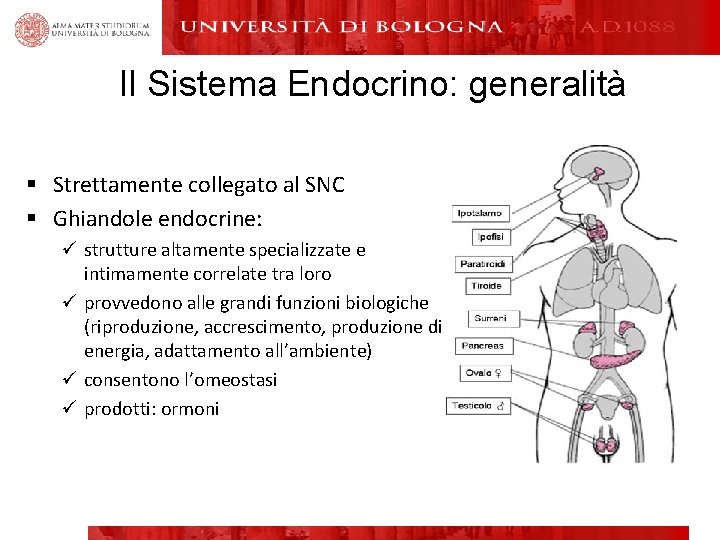 Il Sistema Endocrino: generalità § Strettamente collegato al SNC § Ghiandole endocrine: ü strutture