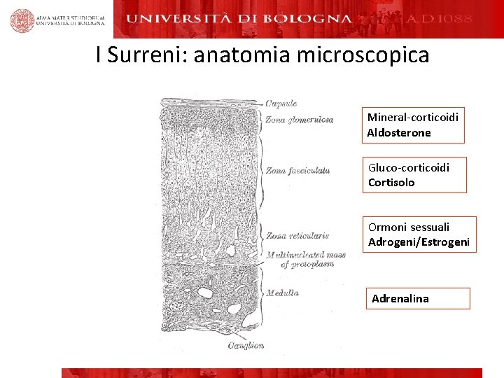 I Surreni: anatomia microscopica Mineral-corticoidi Aldosterone Gluco-corticoidi Cortisolo Ormoni sessuali Adrogeni/Estrogeni Adrenalina 