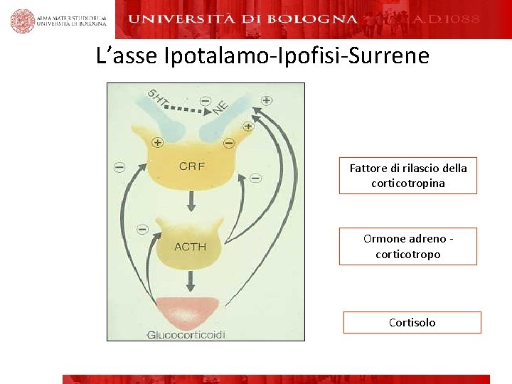 L’asse Ipotalamo-Ipofisi-Surrene Fattore di rilascio della corticotropina Ormone adreno - corticotropo Cortisolo 