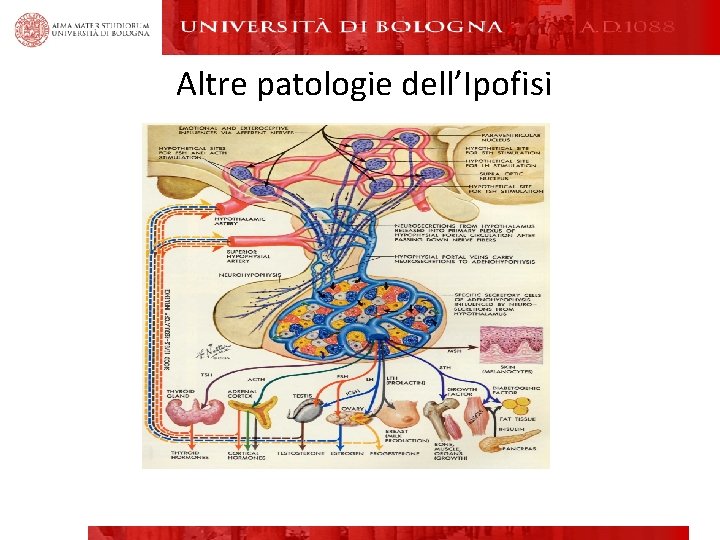 Altre patologie dell’Ipofisi 