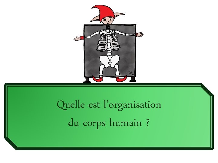 Quelle est l’organisation du corps humain ? 