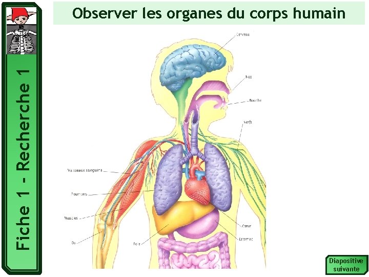 Fiche 1 - Recherche 1 Observer les organes du corps humain Diapositive suivante 