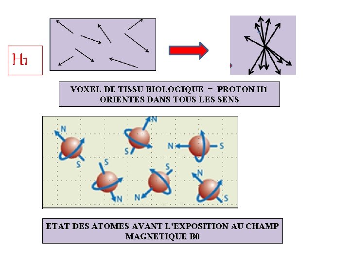 H 1 VOXEL DE TISSU BIOLOGIQUE = PROTON H 1 ORIENTES DANS TOUS LES