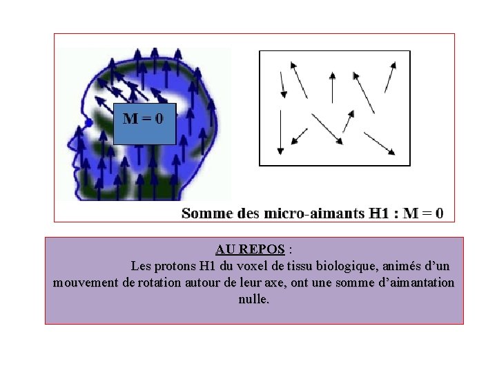  AU REPOS : Les protons H 1 du voxel de tissu biologique, animés