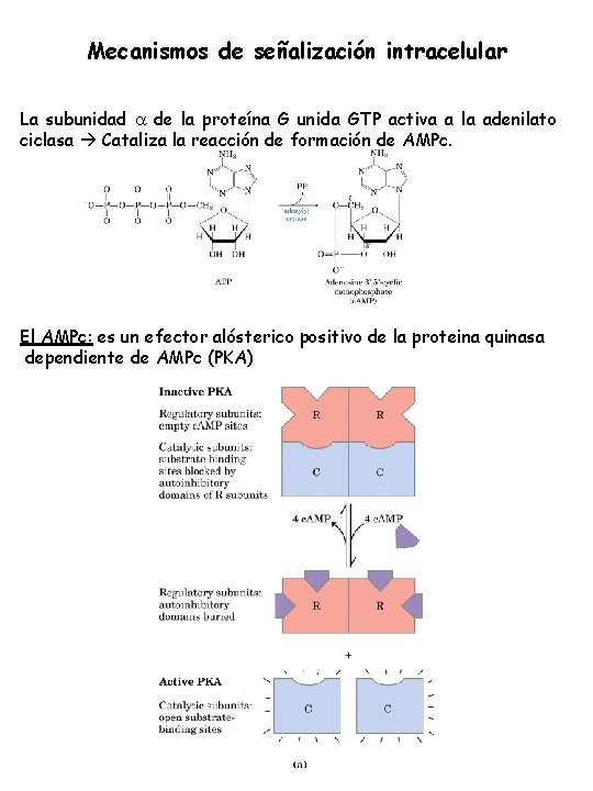 Mecanismos de señalización intracelular La subunidad de la proteína G unida GTP activa a Mecanismos de señalización intracelular La subunidad de la proteína G unida GTP activa a
