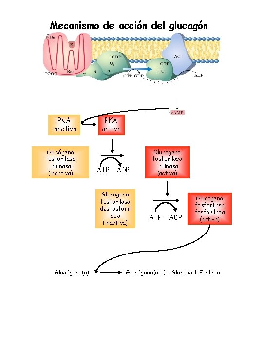 Mecanismo de acción del glucagón PKA inactiva Glucógeno fosforilasa quinasa (inactiva) PKA activa ATP Mecanismo de acción del glucagón PKA inactiva Glucógeno fosforilasa quinasa (inactiva) PKA activa ATP