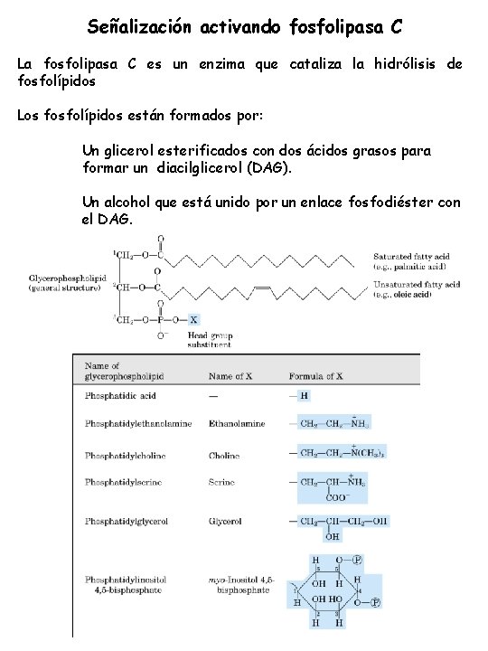 Señalización activando fosfolipasa C La fosfolipasa C es un enzima que cataliza la hidrólisis Señalización activando fosfolipasa C La fosfolipasa C es un enzima que cataliza la hidrólisis