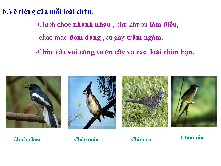 b. Vẻ riêng của mỗi loài chim. -Chích choè nhanh nhảu , chú khướu