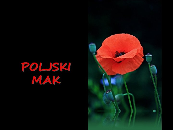 POLJSKI MAK 