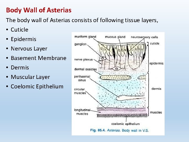 Body Wall of Asterias The body wall of Asterias consists of following tissue layers,