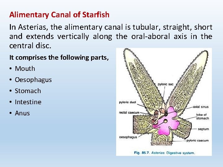 Alimentary Canal of Starfish In Asterias, the alimentary canal is tubular, straight, short and