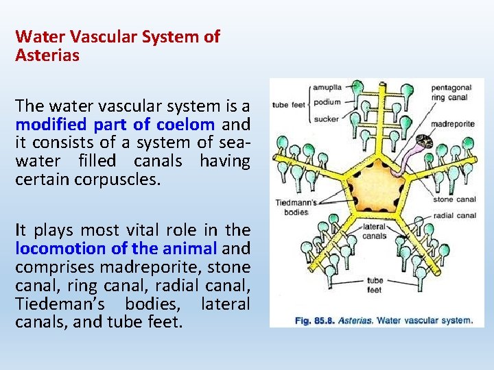 Water Vascular System of Asterias The water vascular system is a modified part of