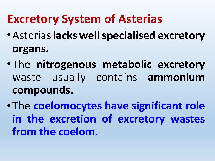 Excretory System of Asterias • Asterias lacks well specialised excretory organs. • The nitrogenous