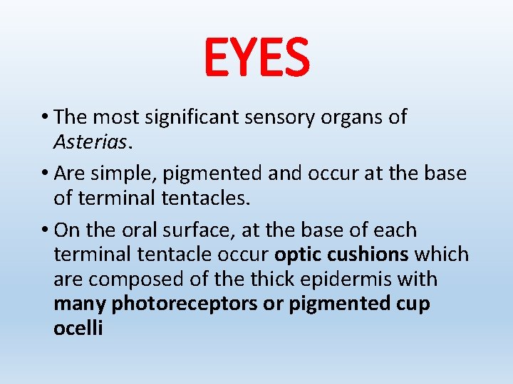 EYES • The most significant sensory organs of Asterias. • Are simple, pigmented and