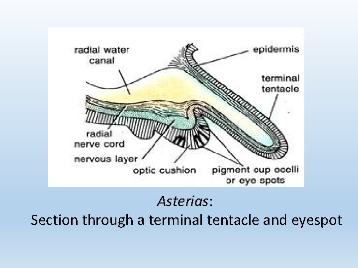 Asterias: Section through a terminal tentacle and eyespot 