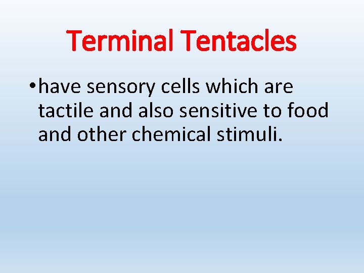 Terminal Tentacles • have sensory cells which are tactile and also sensitive to food