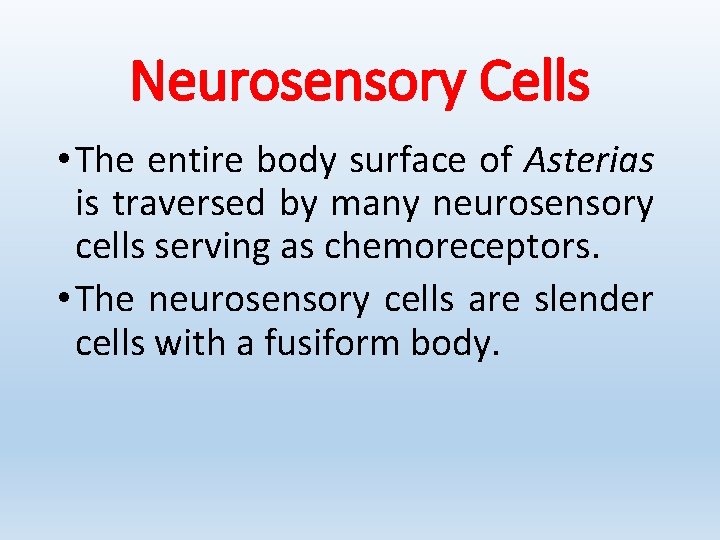 Neurosensory Cells • The entire body surface of Asterias is traversed by many neurosensory