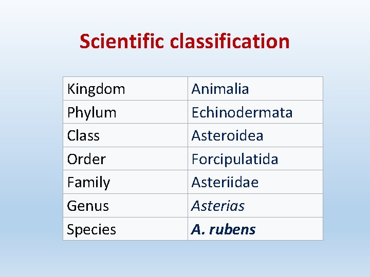 Scientific classification Kingdom Phylum Class Order Family Genus Species Animalia Echinodermata Asteroidea Forcipulatida Asteriidae