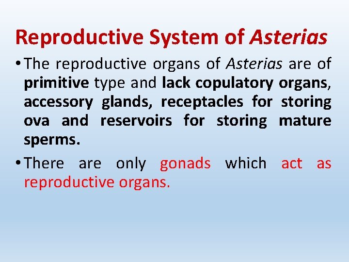 Reproductive System of Asterias • The reproductive organs of Asterias are of primitive type