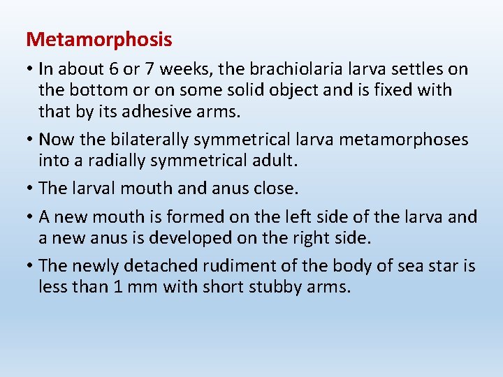 Metamorphosis • In about 6 or 7 weeks, the brachiolaria larva settles on the