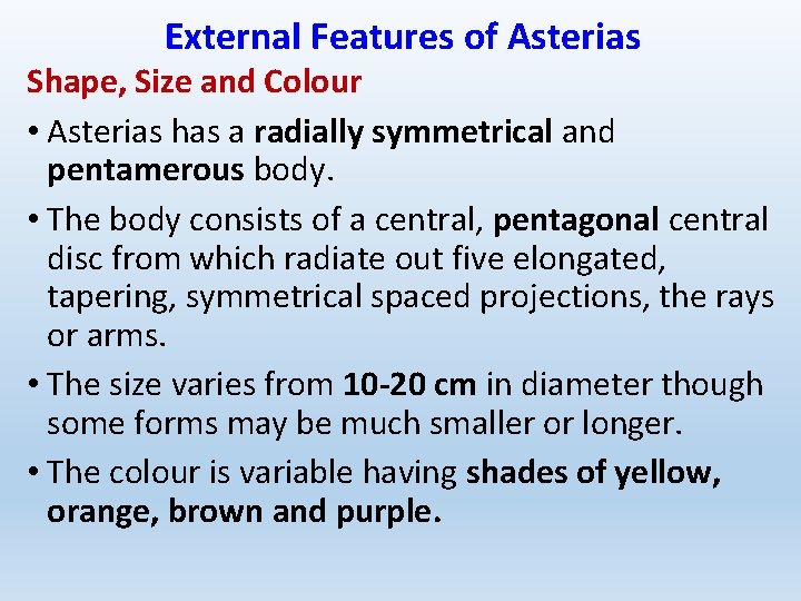 External Features of Asterias Shape, Size and Colour • Asterias has a radially symmetrical