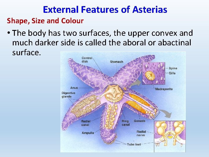 External Features of Asterias Shape, Size and Colour • The body has two surfaces,