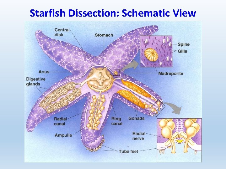 Starfish Dissection: Schematic View 