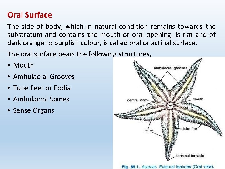 Oral Surface The side of body, which in natural condition remains towards the substratum