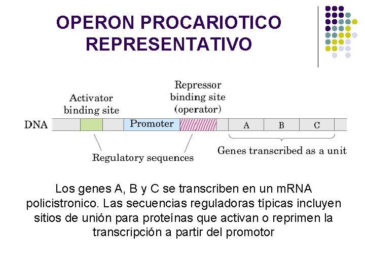 OPERON PROCARIOTICO REPRESENTATIVO Los genes A, B y C se transcriben en un m.
