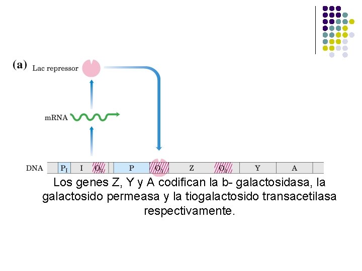 Los genes Z, Y y A codifican la b- galactosidasa, la galactosido permeasa y