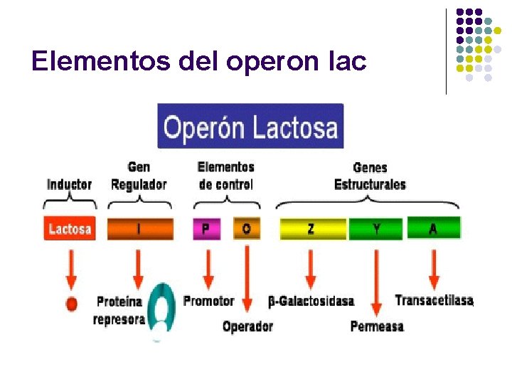 Elementos del operon lac 