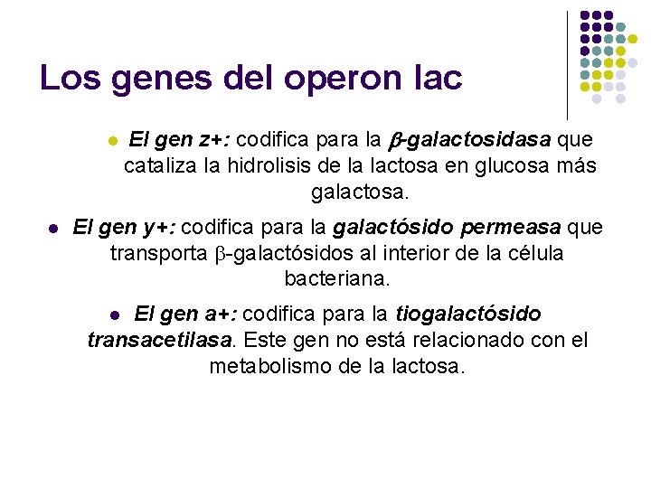 Los genes del operon lac l l El gen z+: codifica para la b-galactosidasa