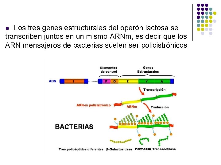 Los tres genes estructurales del operón lactosa se transcriben juntos en un mismo ARNm,