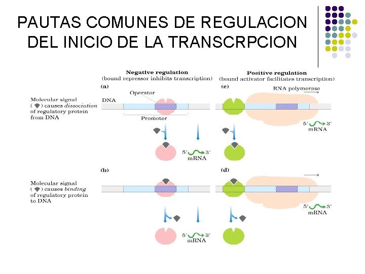 PAUTAS COMUNES DE REGULACION DEL INICIO DE LA TRANSCRPCION 