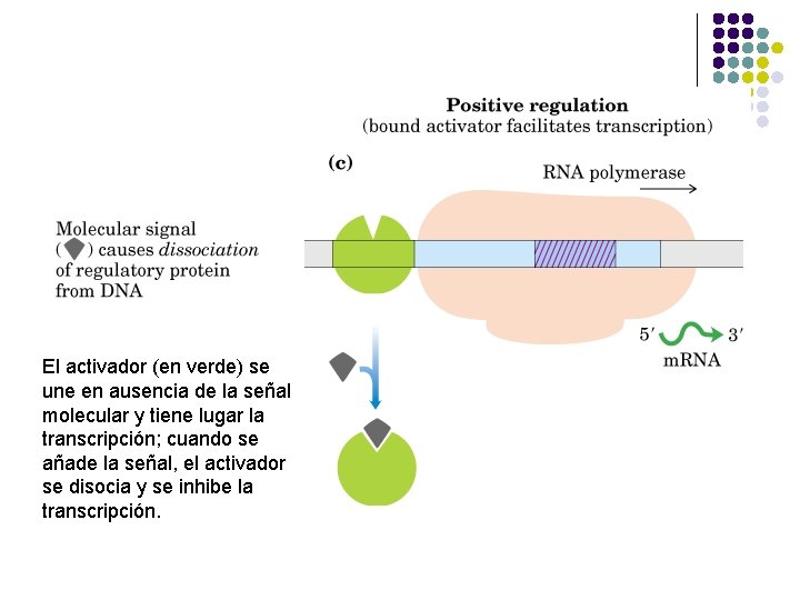 El activador (en verde) se une en ausencia de la señal molecular y tiene