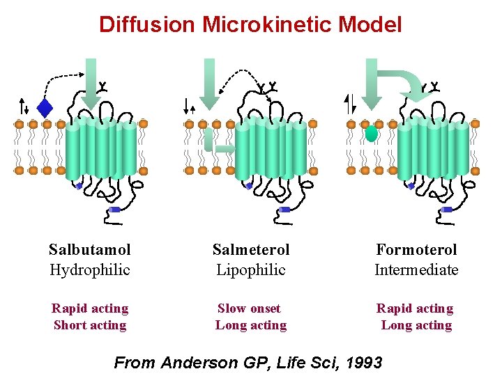 Diffusion Microkinetic Model Salbutamol Hydrophilic Salmeterol Lipophilic Formoterol Intermediate Rapid acting Short acting Slow