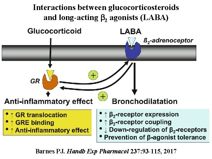 Interactions between glucocorticosteroids and long-acting b 2 agonists (LABA) Barnes PJ. Handb Exp Pharmacol