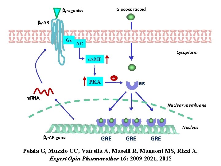 Glucocorticoid b 2 -agonist b 2 -AR Gs AC Cytoplasm c. AMP + PKA