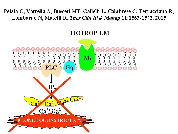Pelaia G, Vatrella A, Busceti MT, Gallelli L, Calabrese C, Terracciano R, Lombardo N,