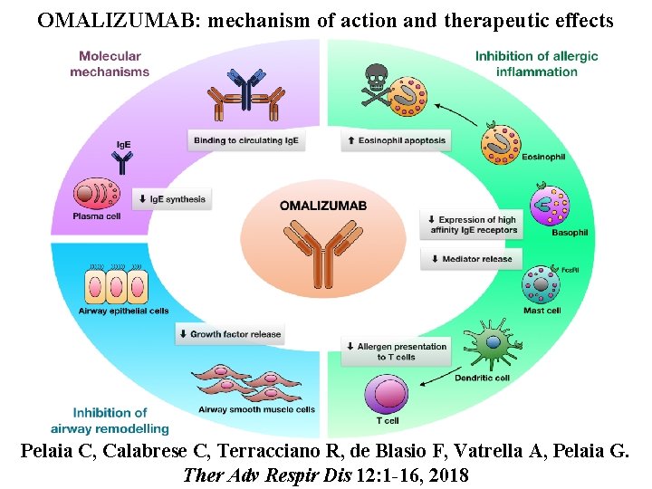 OMALIZUMAB: mechanism of action and therapeutic effects Pelaia C, Calabrese C, Terracciano R, de