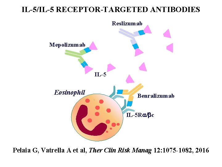 IL-5/IL-5 RECEPTOR-TARGETED ANTIBODIES Reslizumab Mepolizumab IL-5 Eosinophil Benralizumab IL-5 Ra/bc Pelaia G, Vatrella A