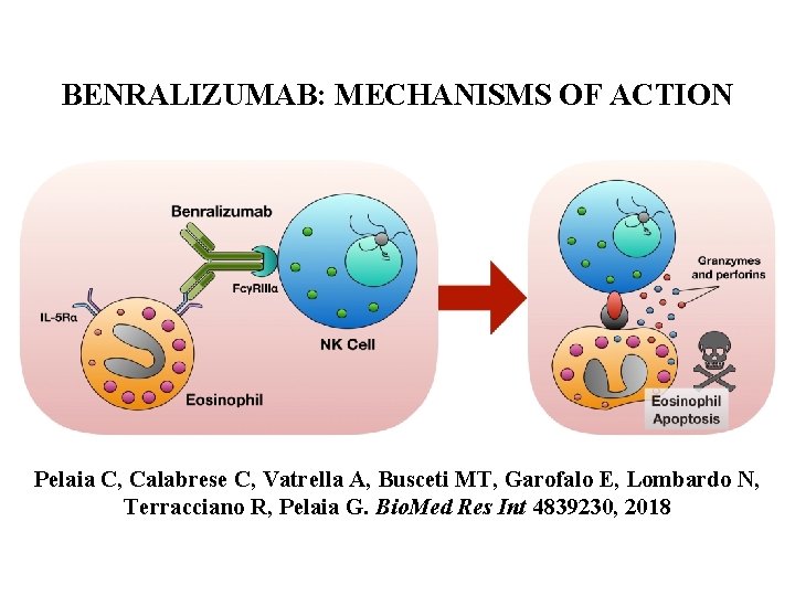 BENRALIZUMAB: MECHANISMS OF ACTION Pelaia C, Calabrese C, Vatrella A, Busceti MT, Garofalo E,