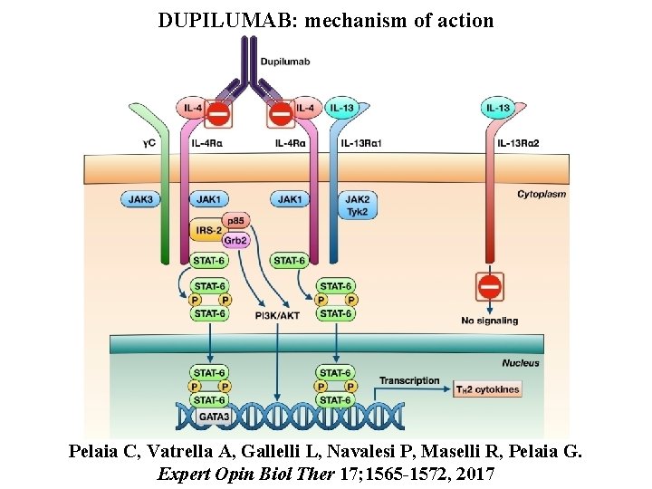 DUPILUMAB: mechanism of action Pelaia C, Vatrella A, Gallelli L, Navalesi P, Maselli R,