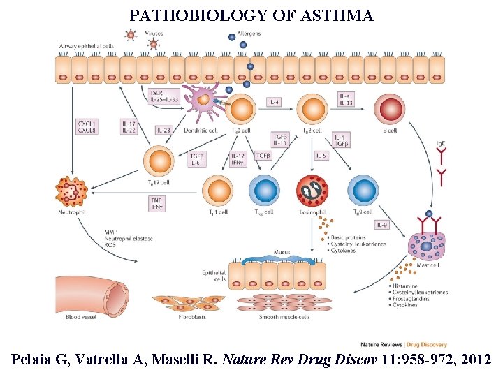 PATHOBIOLOGY OF ASTHMA Pelaia G, Vatrella A, Maselli R. Nature Rev Drug Discov 11: