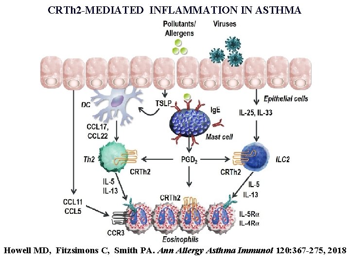 CRTh 2 -MEDIATED INFLAMMATION IN ASTHMA Howell MD, Fitzsimons C, Smith PA. Ann Allergy