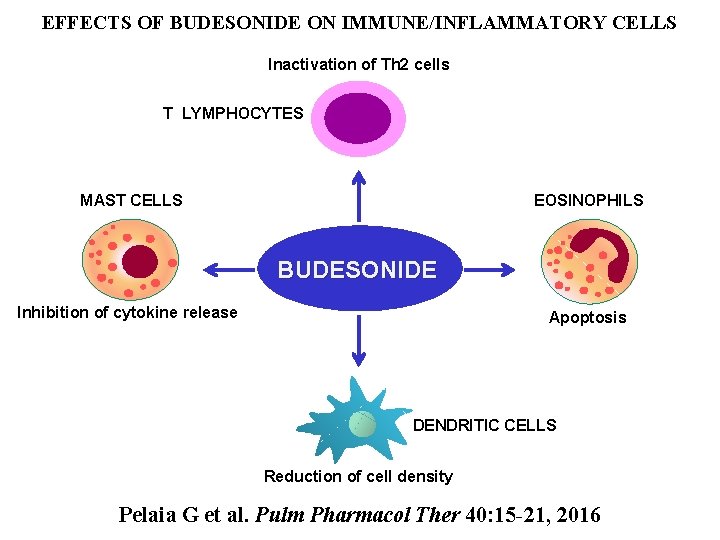 EFFECTS OF BUDESONIDE ON IMMUNE/INFLAMMATORY CELLS Inactivation of Th 2 cells T LYMPHOCYTES MAST