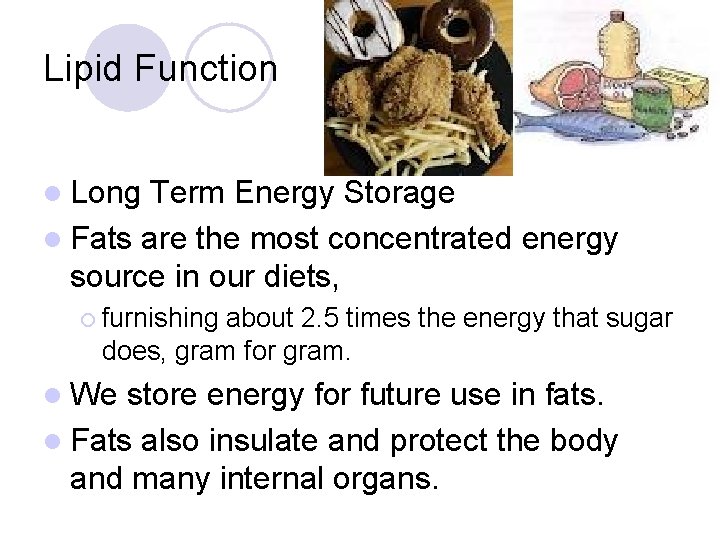 Lipid Function l Long Term Energy Storage l Fats are the most concentrated energy