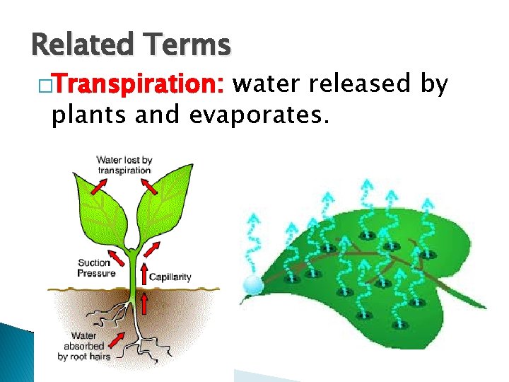 Related Terms �Transpiration: water released by plants and evaporates. 